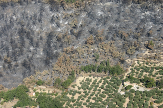 Une zone agricole ou une oliveraie bien entretenue peuvent stopper la propagation du feu © Irstea