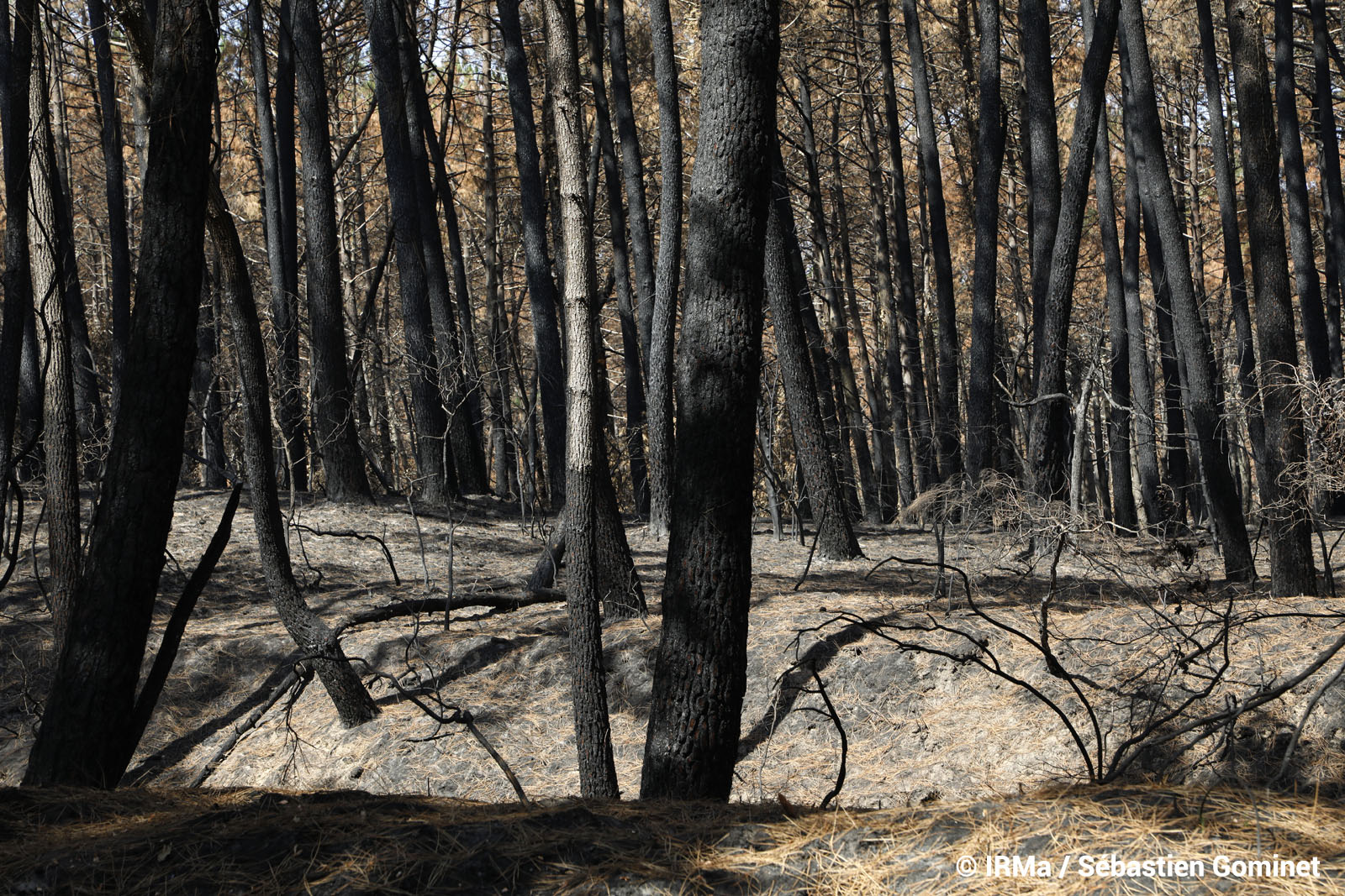 Teste De Buch Feu De For T Catastrophes Naturelles For T De La