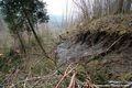 Ractivation du glissement de terrain du Chtelard - niche d'arrachement et arbre bascul