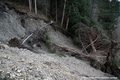 Ractivation du glissement de terrain du Chtelard - niche d'arrachement et arbres basculs