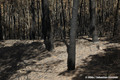 Forêt de la Teste-de-Buch après l'incendie du 12 au 23 juillet 2022