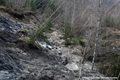 Réactivation du glissement de terrain du Châtelard - arbre basculé dans la zone des mires