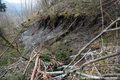 Réactivation du glissement de terrain du Châtelard - niche d'arrachement et arbre basculé